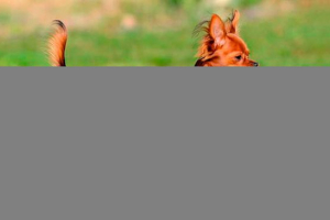 Wygląd i cechy zachowania tego teriera